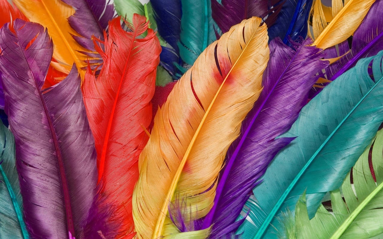 Des plumes colorées